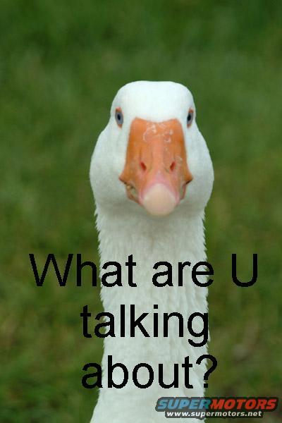 Goose with text "What are U talking about?"