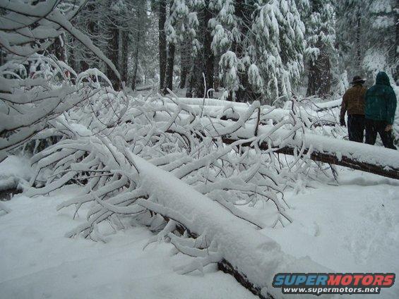 dscf0624.jpg because some jackass decided to steal a tractor and get it stuck the logging company put these trees in the middle of the fordyce trail