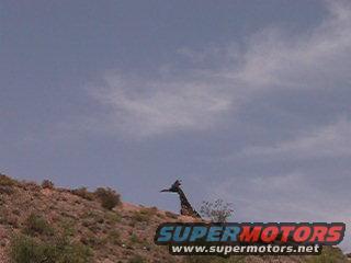 Giant Road Runner