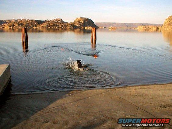 steamboatdogs1.jpg Dogs at Steamboat Rock State Park

