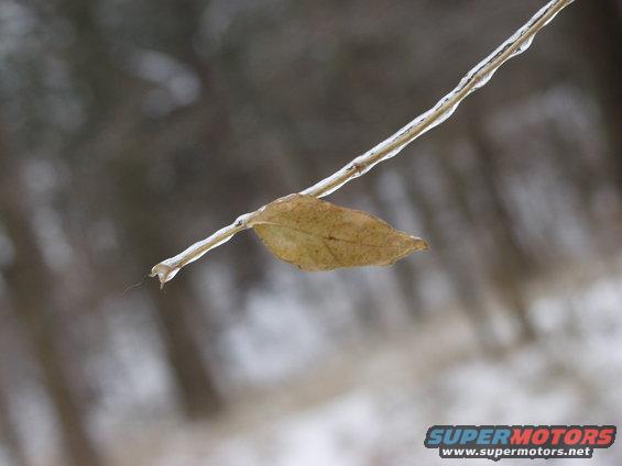 Leaf encased in ice on a branch