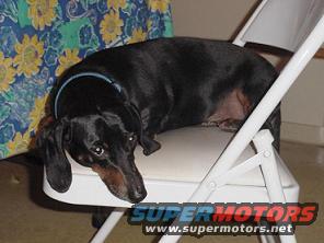 Black dachshund lying on a white folding chair with a floral tablecloth in the background