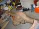 1978 Ford F-350 - A rusty rear axle assembly sits on the floor of a garage, surrounded by various tools and supplies.