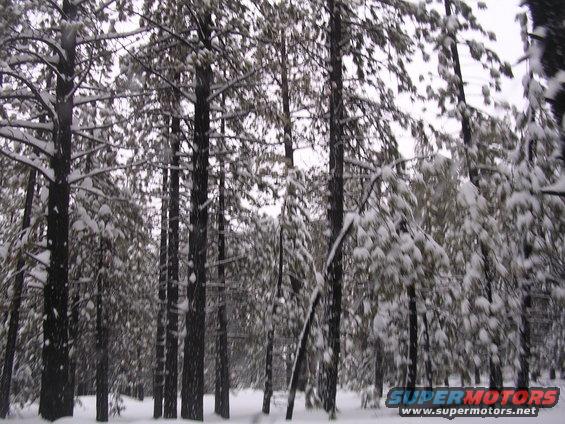 Snowy forest scene with pine trees covered in snow
