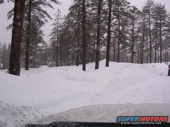 Snowy road through a pine forest, overcast sky