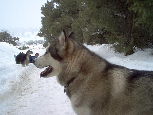 Husky dog in foreground, two dogs and a person in the snow behind