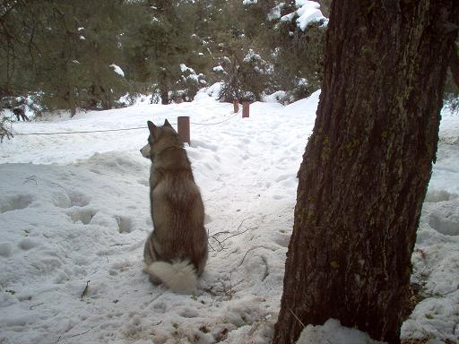 Dog sits in snow, looking into woods. Tree trunk is on the right