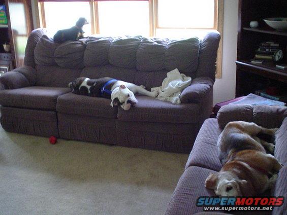 Three dogs sleeping on couches in a living room. A small black dog is on the back of the largest couch