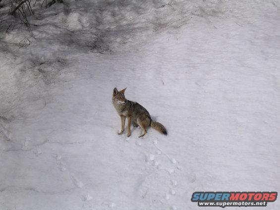 Coyote standing in snow, looking to the side. Some trees in background
