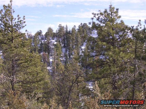 snowy forest with pine trees and blue sky
