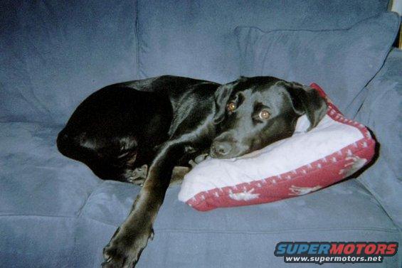 Lazzy Dog