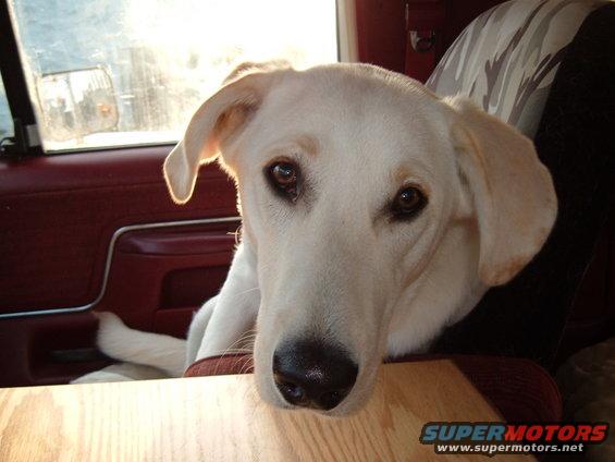 White dog in a vehicle interior with red door panel and camouflage seat