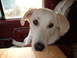 1989 Ford Bronco - A dog looks out from the interior of a vehicle.
