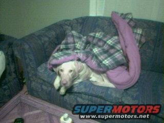 dog under a blanket on a couch