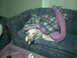 1996 Ford Mustang - A dog is relaxing on a couch, covered by a purple and black plaid blanket.