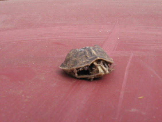 img_0224.jpg My Guard turtle maybe i forgot to feed him?!?!