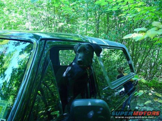 Black dog sits in the open window of a green SUV, surrounded by trees