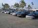 2002 Ford Taurus - Several Ford Taurus sedans are parked in a lot under a clear sky with palm trees.