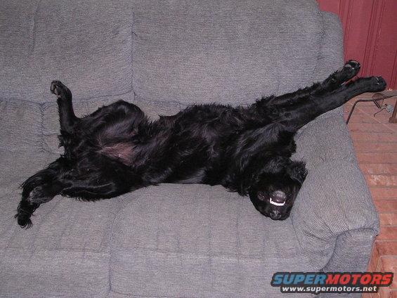 dscn0876.jpg This is how Shaggy sleeps, no joke