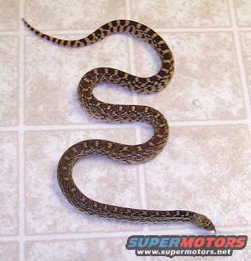 My snake, Matilda
