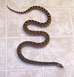 1999 Ford Crown Victoria - My snake, Matilda