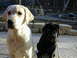 1967 Ford Bronco - Two young Labrador puppies pose for a photo outdoors on a sunny day.