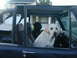 1967 Ford Bronco - Two dogs are sitting in the driver and passenger seats of a vehicle, looking out the windows.