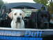 1967 Ford Bronco - Two dogs are seated in the front of a vehicle, looking forward.