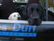 1967 Ford Bronco - Two dogs are looking out from the back of a vehicle with a company name visible on the side.