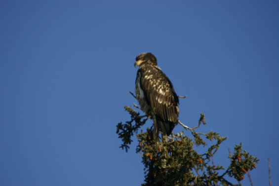 eagle-027.jpg 