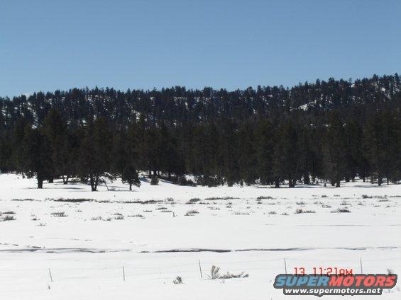 Snowy landscape with pine trees on a hill under a clear blue sky. A timestamp and website are visible in the lower right corner