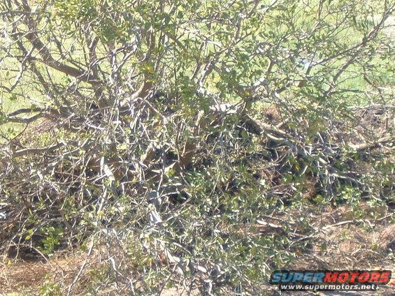 overgrown bush with branches and leaves, some debris on ground, supermotors.net logo in corner
