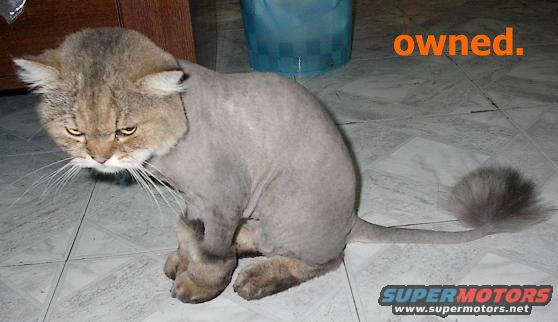 Cat with shaved fur sitting on a tiled floor