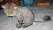1990 Ford Bronco - A cat with a shaved body and a fluffy tail sits on a tiled floor.