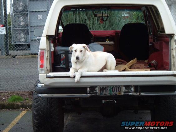 1989 Ford Bronco rear view with white dog lying in cargo area, license plate WMF 070