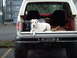 1989 Ford Bronco - White dog rests in the open tailgate of a 1989 Ford Bronco.