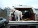 1989 Ford Bronco - A white dog stands in the open tailgate of a Ford Bronco, looking to the left. A silver car is parked nearby.
