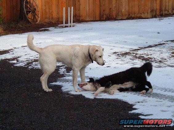 Two dogs, one white and one black and white, play in the snow on a dark asphalt surface