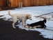 1989 Ford Bronco - Two dogs interact in a snowy outdoor scene with a wooden fence in the background.