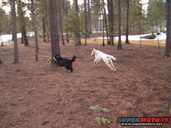 Two dogs, one black and white, one white, running in a pine forest