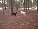 1989 Ford Bronco - Two dogs enjoy a romp in a wooded area with pine needles covering the ground.