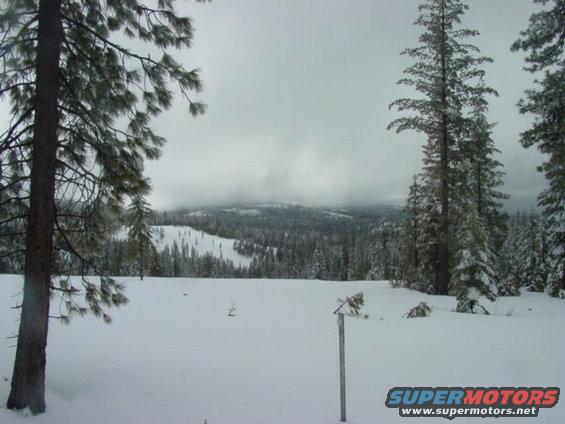 Snow-covered field with pine trees and distant mountains under a cloudy sky