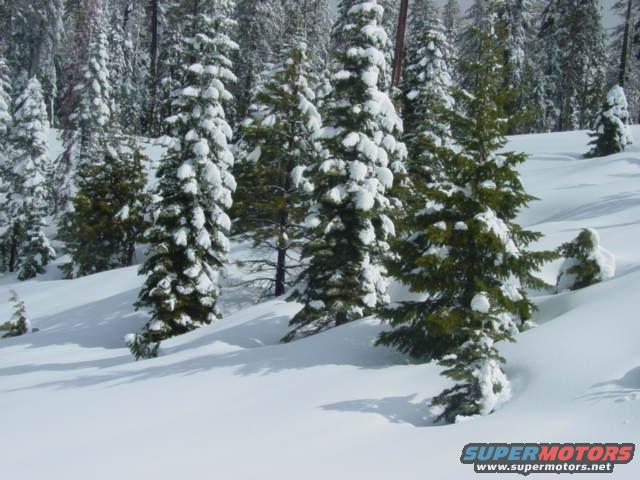Snowy forest with evergreen trees covered in snow