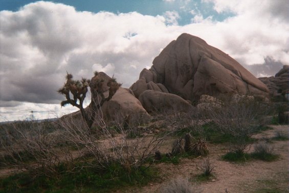 Joshua tree and rock formations under a cloudy sky in a desert landscape