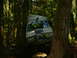 1990 Ford Bronco - Off-road vehicle navigating a difficult trail through a dense forest.