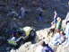 1978 Ford Bronco - Up....
