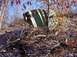 1978 Ford Mustang II - A green vehicle lies on its side amidst trees and brush in a wooded area.