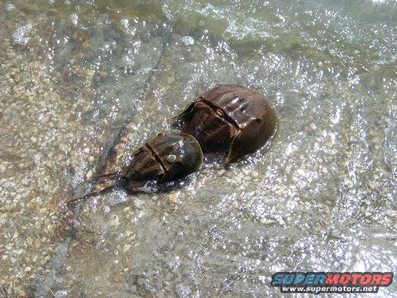 Two horseshoe crabs in shallow water with a watermark