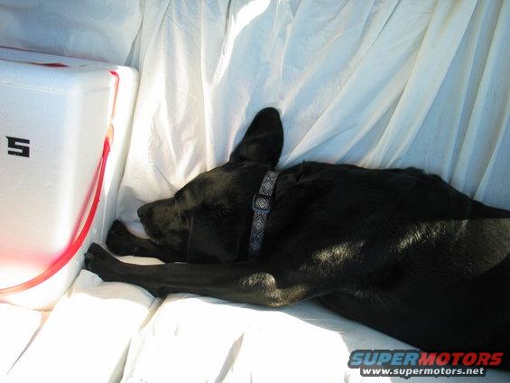Black dog sleeping on white sheets next to a white cooler with a red handle and a black 'S' logo