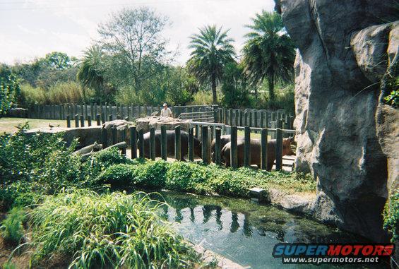 Hippos in a zoo enclosure with a wooden fence and a pond